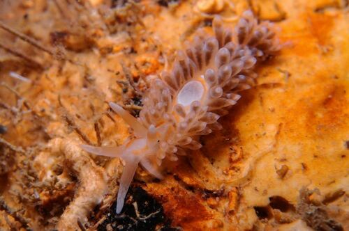 Anteaeolidiella lurana - Photo (c) xavi salvador costa, some rights reserved (CC BY-NC)