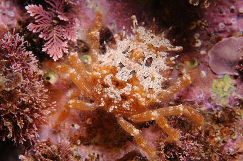 Typical Spider Crabs - Photo (c) xavi salvador costa, some rights reserved (CC BY-NC)