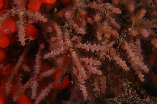 Margaretta cereoides - Photo (c) xavi salvador costa, some rights reserved (CC BY-NC)