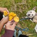 Cantharellus cibarius - Photo (c) hnazand, some rights reserved (CC BY), uploaded by hnazand