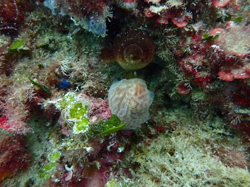 Aplidium tabarquensis - Photo (c) Berta Companys Oliva, some rights reserved (CC BY-NC)