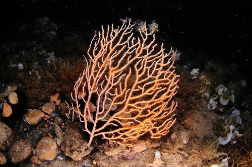 Yellow Gorgonian - Photo (c) xavi salvador costa, some rights reserved (CC BY-NC)