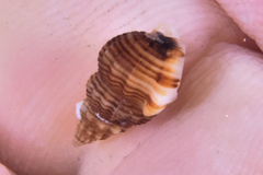 Angulate Nassa - Photo (c) xavi salvador costa, some rights reserved (CC BY-NC)