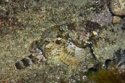 Black Scorpionfish - Photo (c) xavi salvador costa, some rights reserved (CC BY-NC)