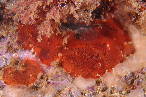 Watersipora subatra - Photo (c) xavi salvador costa, some rights reserved (CC BY-NC)