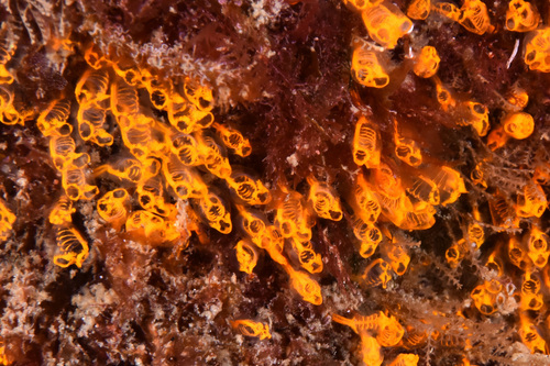 Pycnoclavella aurilucens - Photo (c) xavi salvador costa, some rights reserved (CC BY-NC)