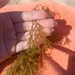 Gongolaria usneoides - Photo (c) Matilde Fernandes da Silva Soares, some rights reserved (CC BY), uploaded by Matilde Fernandes da Silva Soares