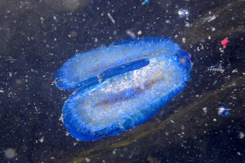 Velella velella - Photo (c) xavi salvador costa, some rights reserved (CC BY-NC)