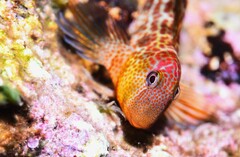 Caneva's Blenny - Photo (c) Lisa DC, some rights reserved (CC BY), uploaded by Lisa DC