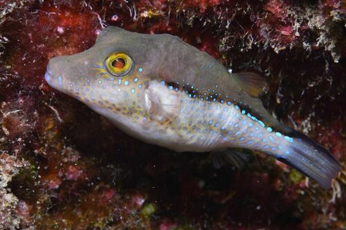 Macaronesian Toby - Photo (c) xavi salvador costa, some rights reserved (CC BY-NC)