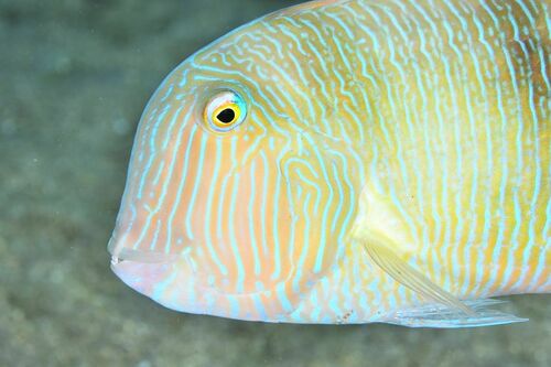 Pearly Razorfish - Photo (c) xavi salvador costa, some rights reserved (CC BY-NC)
