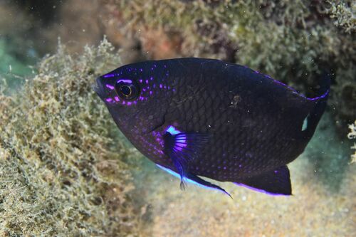 Canary Damsel - Photo (c) xavi salvador costa, some rights reserved (CC BY-NC)