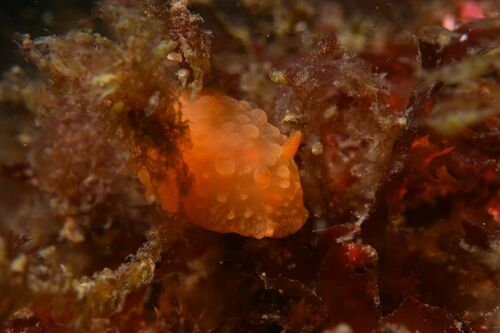 Doriopsilla pelseneeri - Photo (c) xavi salvador costa, some rights reserved (CC BY-NC)