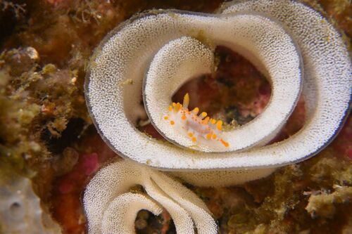 Orange-clubbed Sea Slug - Photo (c) xavi salvador costa, some rights reserved (CC BY-NC)
