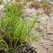 Salicornia perennans - Photo (c) Berta Companys Oliva, some rights reserved (CC BY-NC), uploaded by Berta Companys Oliva