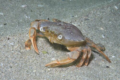 Henslow's Swimming Crab - Photo (c) xavi salvador costa, some rights reserved (CC BY-NC)