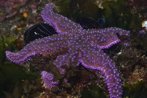 Common Sea Star - Photo (c) xavi salvador costa, some rights reserved (CC BY-NC)