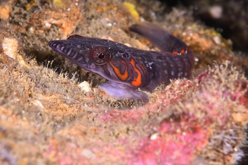 Connemarra Clingfish - Photo (c) xavi salvador costa, some rights reserved (CC BY-NC)