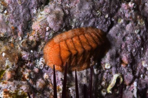 Genus Rhyssoplax · MINKA