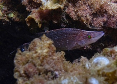 Symphodus - Photo (c) oriol_d, all rights reserved