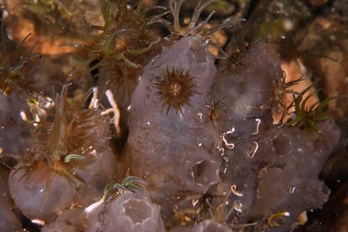 Ascidia adspersa - Photo (c) xavi salvador costa, some rights reserved (CC BY-NC)