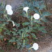 Datura wrightii - Photo (c) Vicenç Roig Vidal, some rights reserved (CC BY-NC), uploaded by Vicenç Roig Vidal