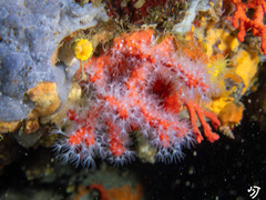 Mediterranean Red Coral - Photo (c) jmturon, some rights reserved (CC BY-NC)