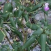 Impatiens glandulifera - Photo (c) LydiaCh, some rights reserved (CC BY-NC), uploaded by LydiaCh