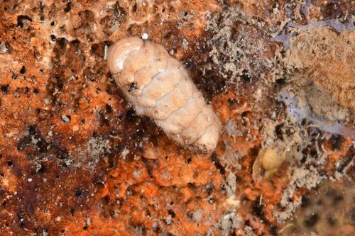 Lepidopleurus cajetanus - Photo (c) xavi salvador costa, some rights reserved (CC BY-NC)