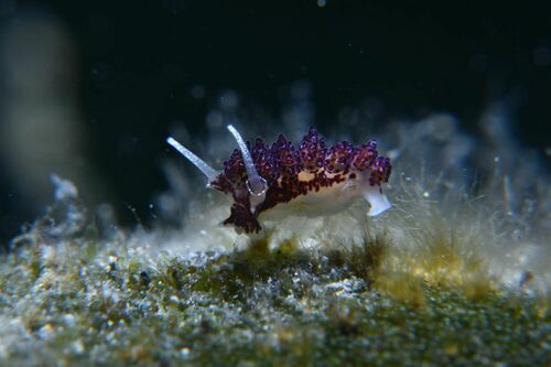 Doto dunnei - Photo (c) xavi salvador costa, some rights reserved (CC BY-NC)