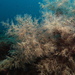 Eudendrium racemosum - Photo (c) Edu Alcaniz, some rights reserved (CC BY-NC-SA), uploaded by Edu Alcaniz