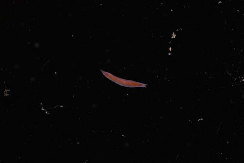 Vorticeros auriculatum - Photo (c) xavi salvador costa, some rights reserved (CC BY-NC)