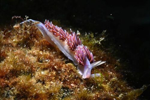 Crowned Aeolis - Photo (c) xavi salvador costa, some rights reserved (CC BY-NC)