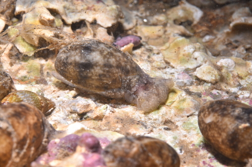 Common Atlantic Bubble - Photo (c) xavi salvador costa, some rights reserved (CC BY-NC)