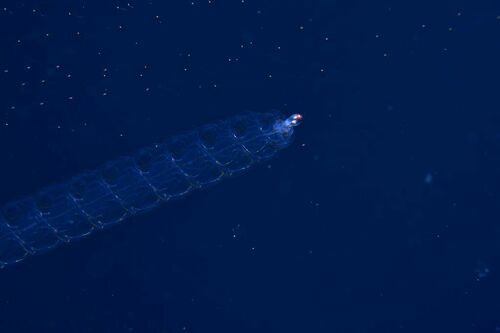 Common Siphonophore - Photo (c) xavi salvador costa, some rights reserved (CC BY-NC)