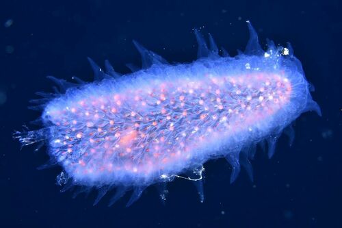 Sea Pickles - Photo (c) xavi salvador costa, some rights reserved (CC BY-NC)