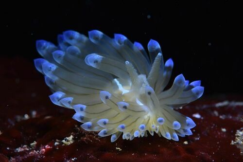 Nudibranchs - Photo (c) xavi salvador costa, some rights reserved (CC BY-NC)