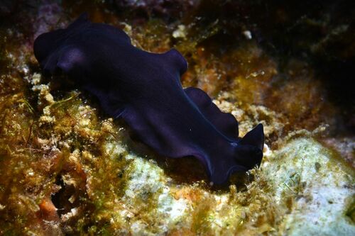 Pseudoceros velutinus - Photo (c) xavi salvador costa, some rights reserved (CC BY-NC)