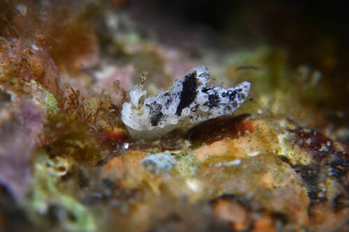 Aegires palensis - Photo (c) xavi salvador costa, some rights reserved (CC BY-NC)