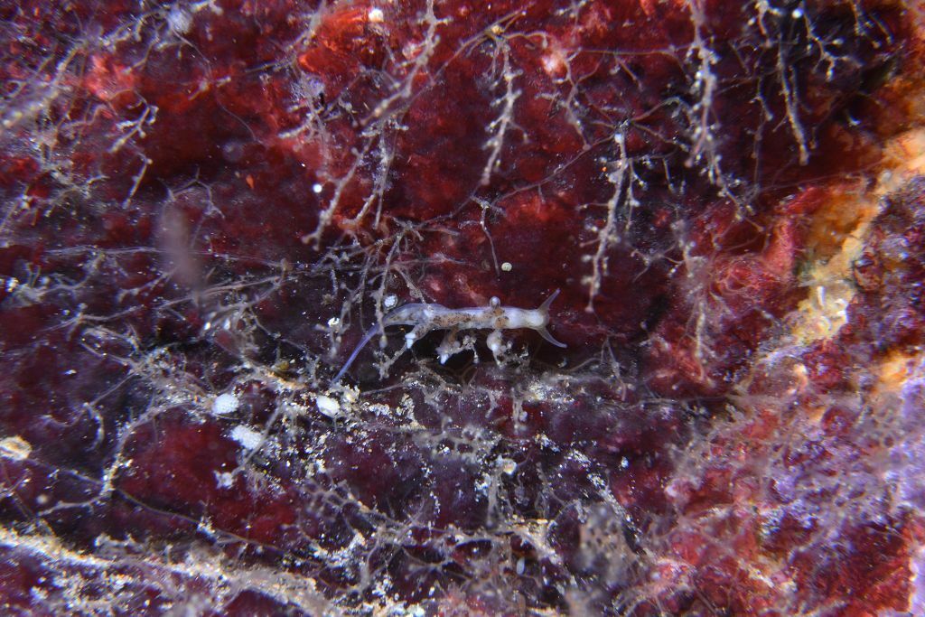 Tergipes tergipes - Photo (c) xavi salvador costa, all rights reserved