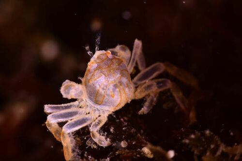 Pinnotheres bicristatus - Photo (c) xavi salvador costa, some rights reserved (CC BY-NC)