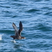 Puffinus griseus - Photo (c) Enric Badosa, some rights reserved (CC BY-NC), uploaded by Enric Badosa