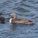 Red-throated Diver - Photo (c) Enric Badosa, some rights reserved (CC BY-NC), uploaded by Enric Badosa