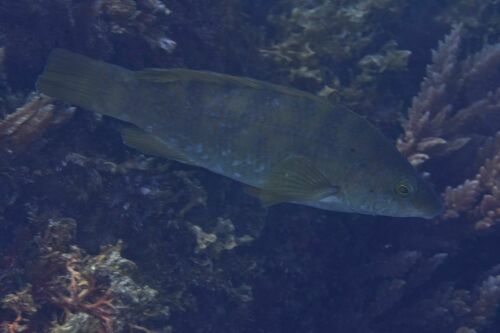 Ballan Wrasse - Photo (c) xavi salvador costa, some rights reserved (CC BY-NC)