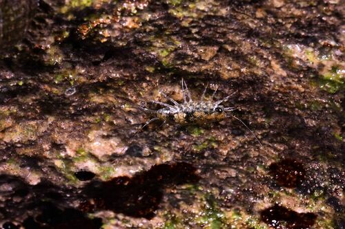 Common Sea Slater - Photo (c) xavi salvador costa, some rights reserved (CC BY-NC)