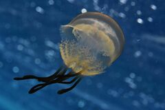 Rhizostoma luteum - Photo (c) xavi salvador costa, some rights reserved (CC BY-NC)