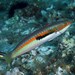 Mediterranean Rainbow Wrasse - Photo (c) Miquel Pontes, some rights reserved (CC BY-NC-SA), uploaded by Miquel Pontes