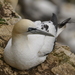 Northern Gannet - Photo (c) Enric Badosa, some rights reserved (CC BY-NC), uploaded by Enric Badosa