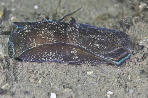 Philinopsis depicta - Photo (c) xavi salvador costa, some rights reserved (CC BY-NC)