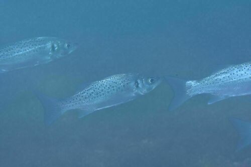 Spotted Seabass - Photo (c) xavi salvador costa, some rights reserved (CC BY-NC)